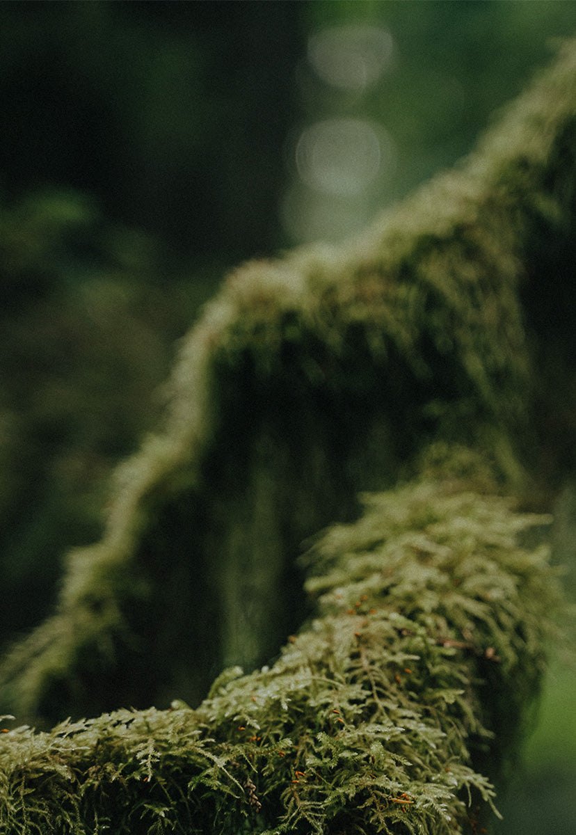 DAWN EARTH – ODE ONA