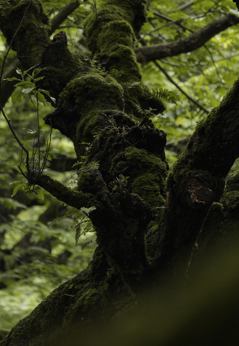 DAWN EARTH – ODE ONA