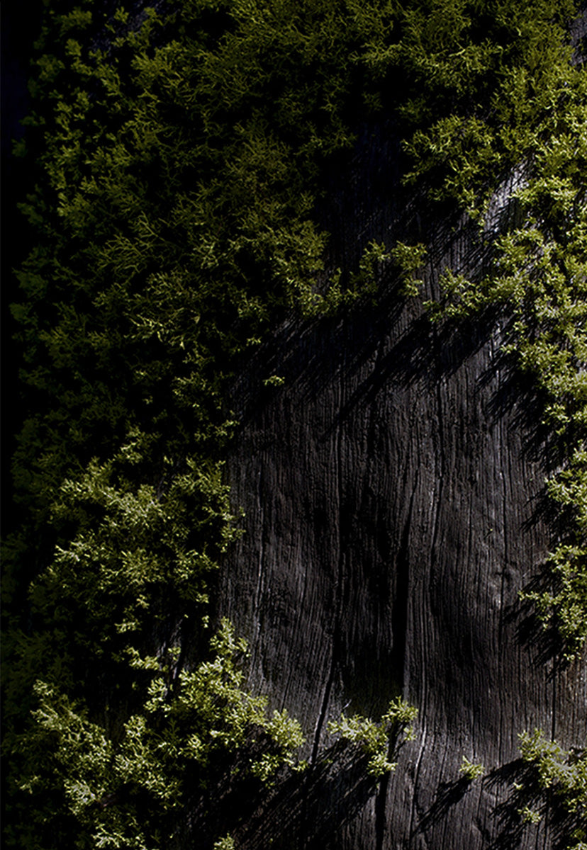 DAWN EARTH – ODE ONA